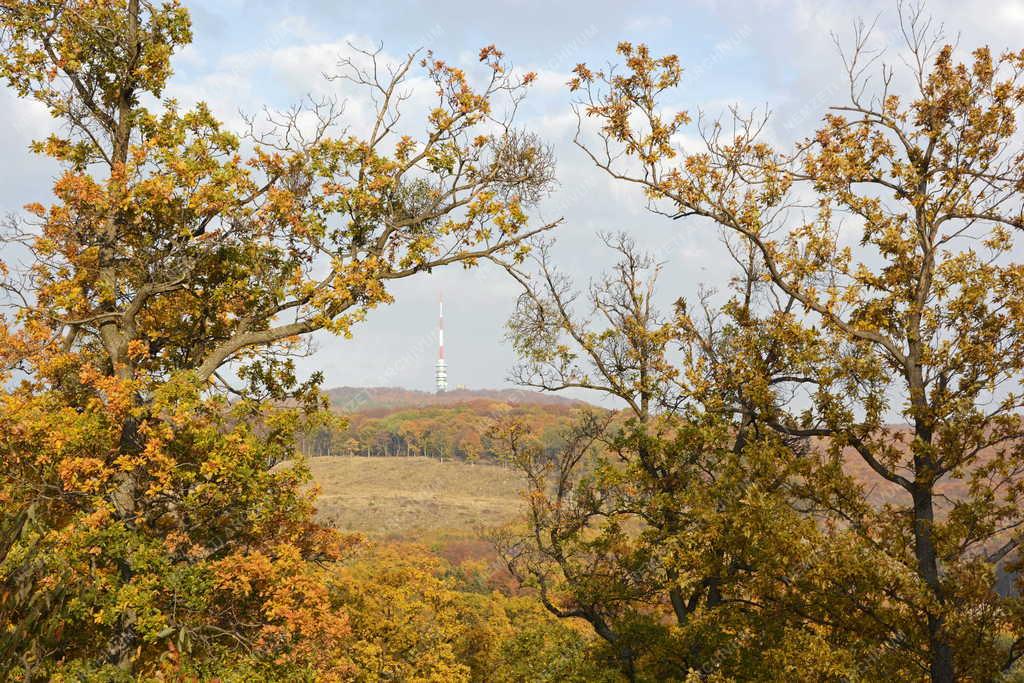 Természet - Mátraháza - Őszi erdő