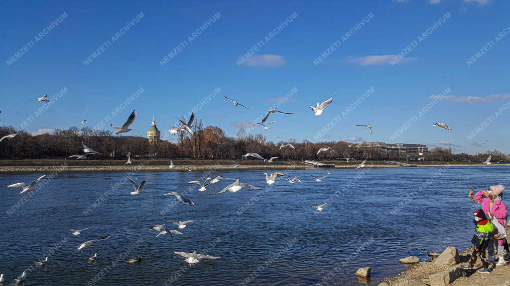 Természet - Budapest - Sirályok a Dunán