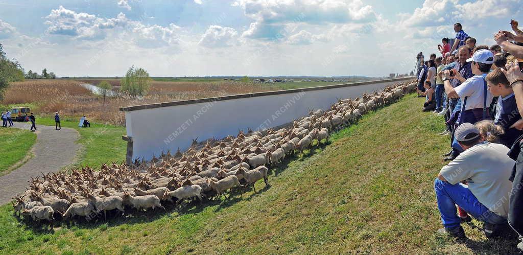 Idegenforgalom - Hortobágy - Megkezdődött a turistaszezon 