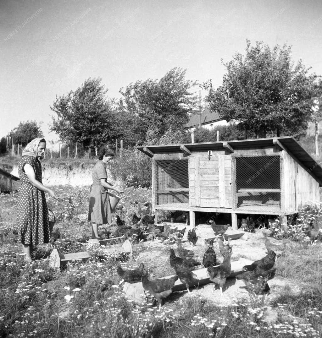 Állattenyésztés - Vándorólazás a bári állami gazdaságban