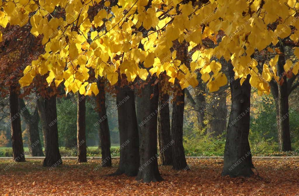 Természet - Park - Ősz a Margitszigeten