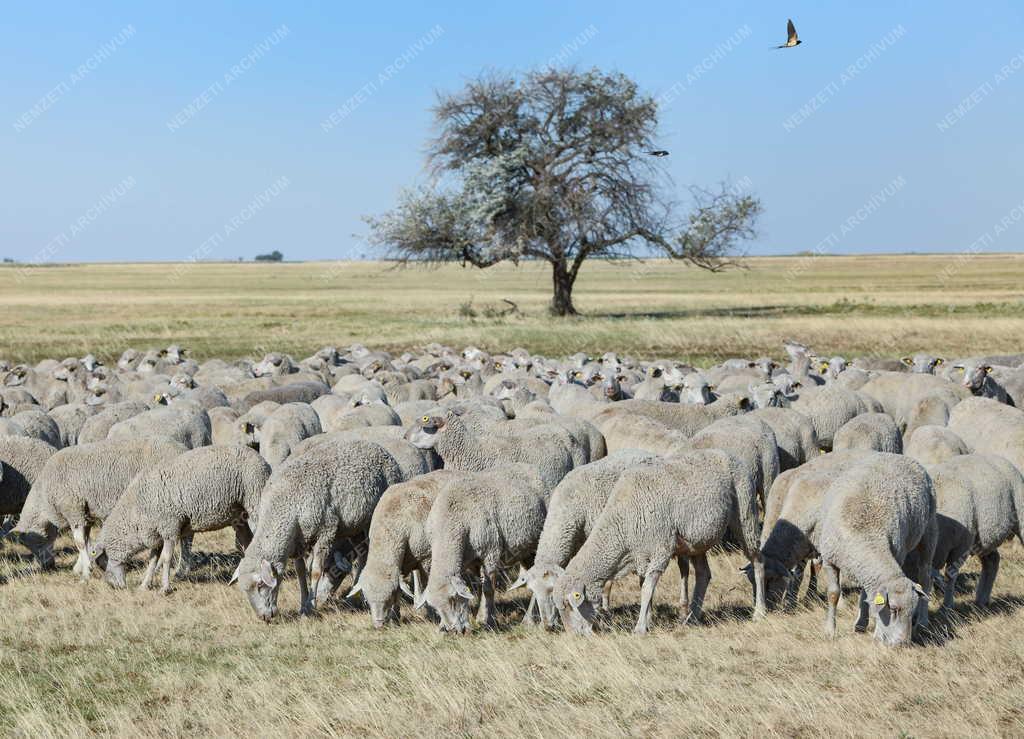 Mezőgazdaság - Állattartás a Hortobágyon