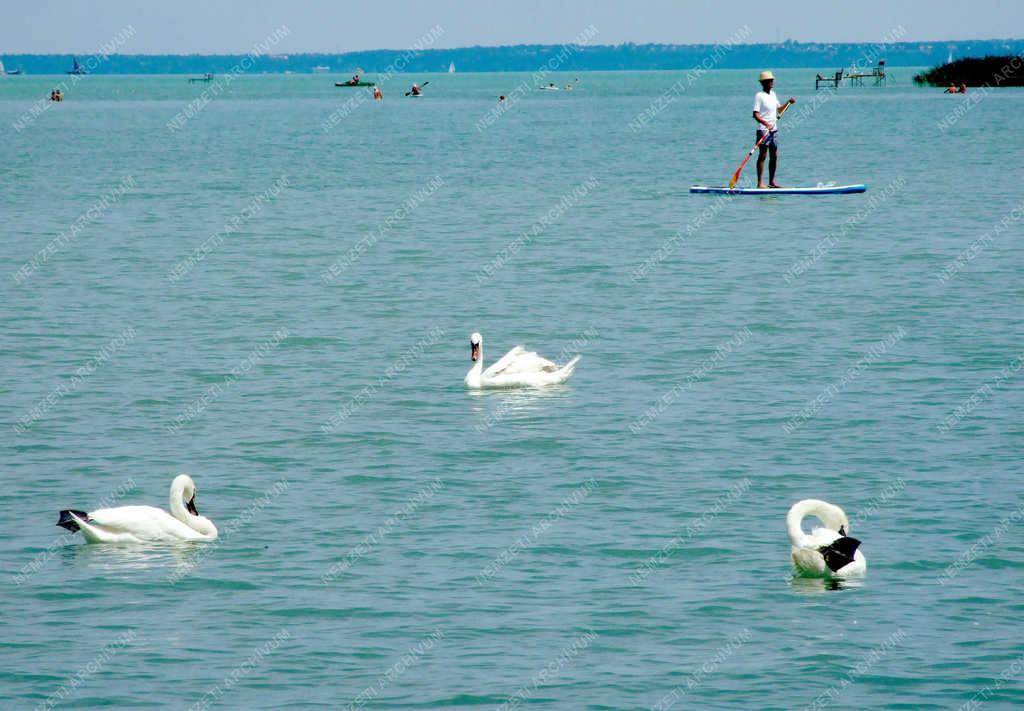 Tájkép - Zamárdi - Hattyúk és egy SUP-os nyaraló a Balatonban