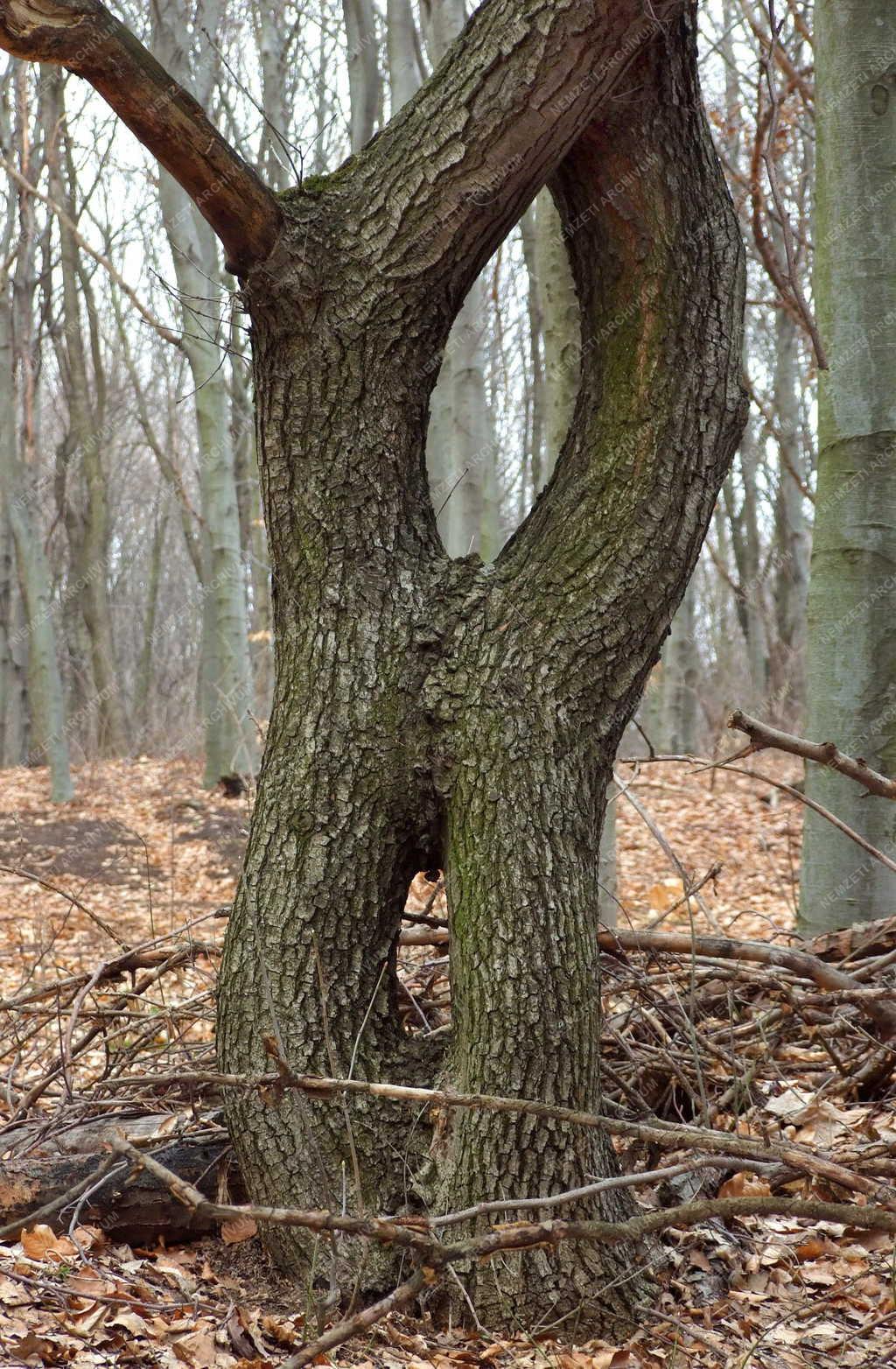 Természet - Erdő - Összenőtt fák