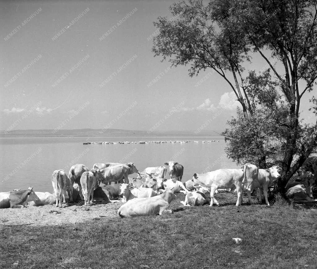 Gazdaság - Állattenyésztés - Pihenő tehéncsorda