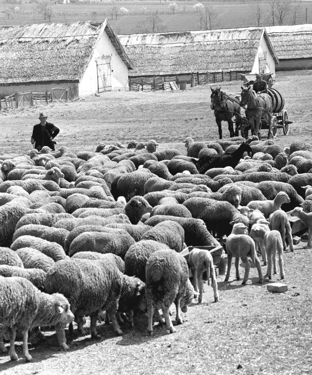 Mezőgazdaság - Vízcsökkenés Nyirádon és környékén