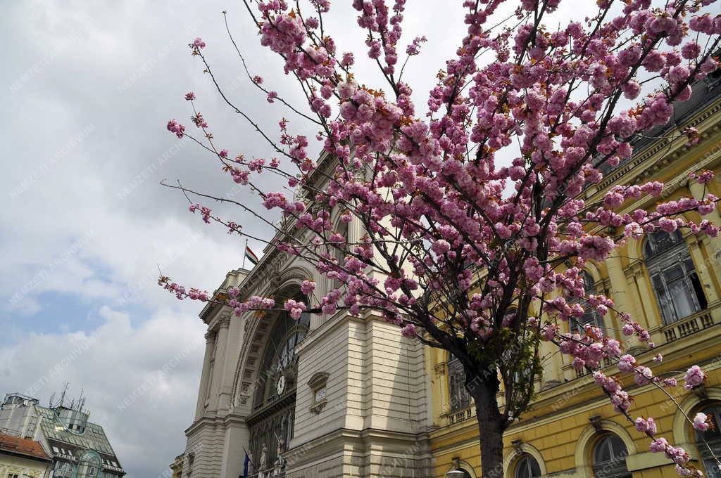 Természet - Városkép - Virágzó mandulafa a Keleti pályaudvarnál