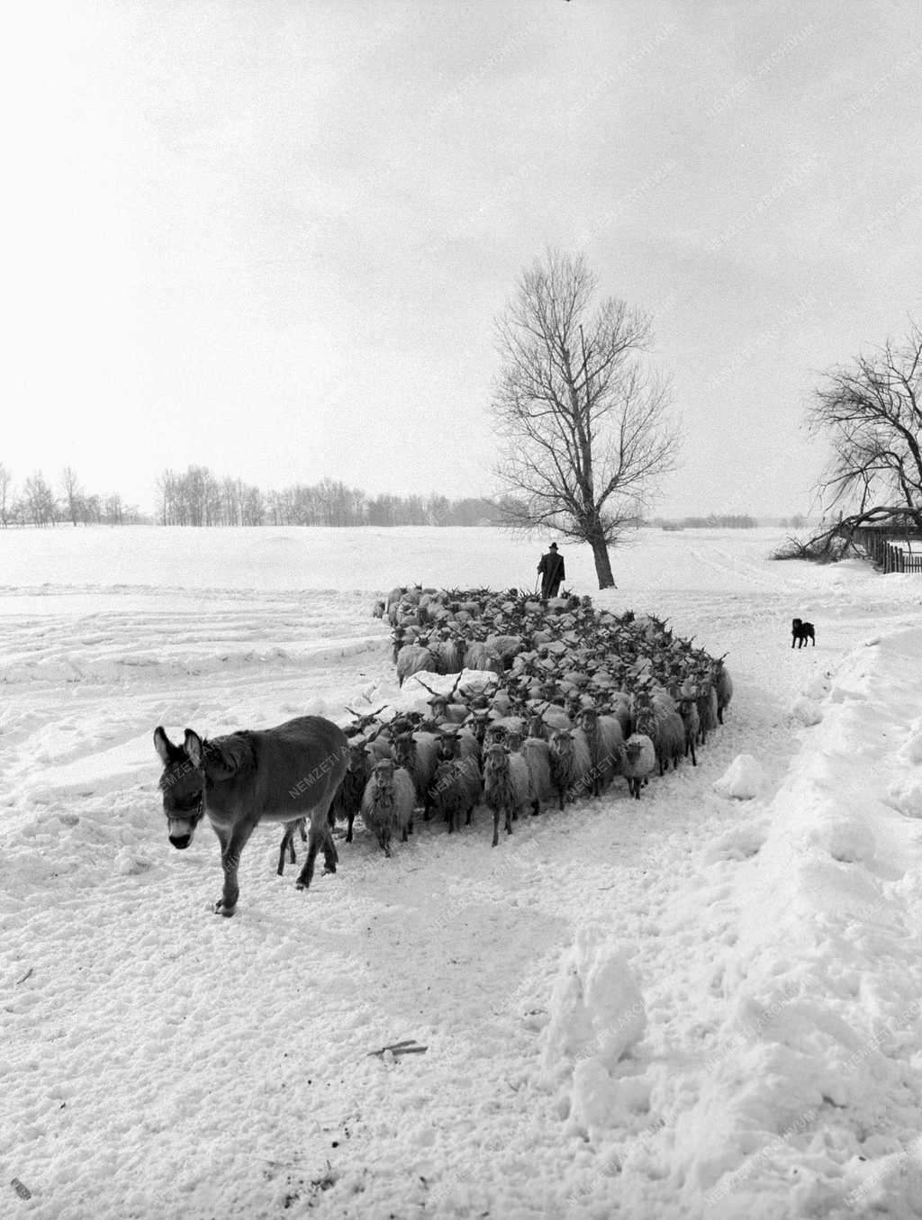 Tájkép – Bugacpuszta télen