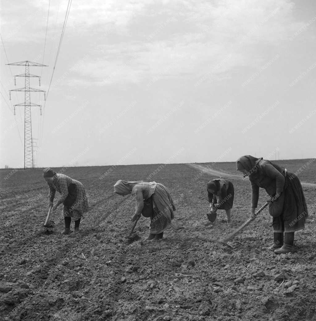 Mezőgazdaság - Kukoricát vetnek a Gerő Ernő Tsz-ben