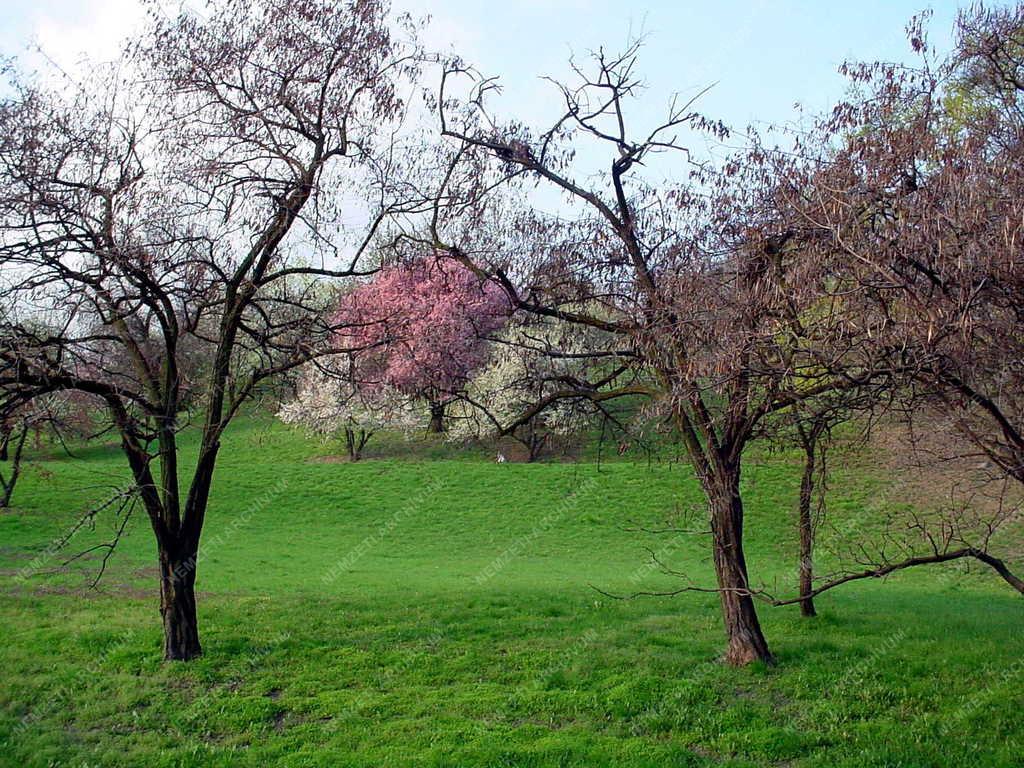 Budapest - Tavasz a Tabánban