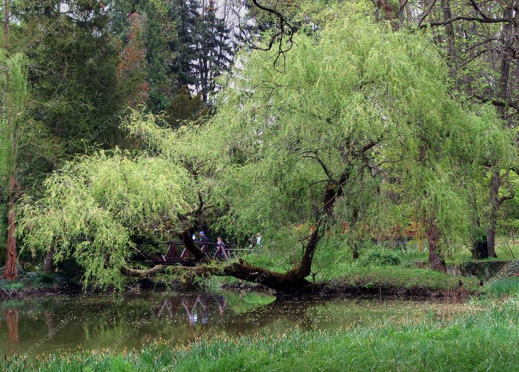 Természet - Vácrátót - Tavasz az arborétumban