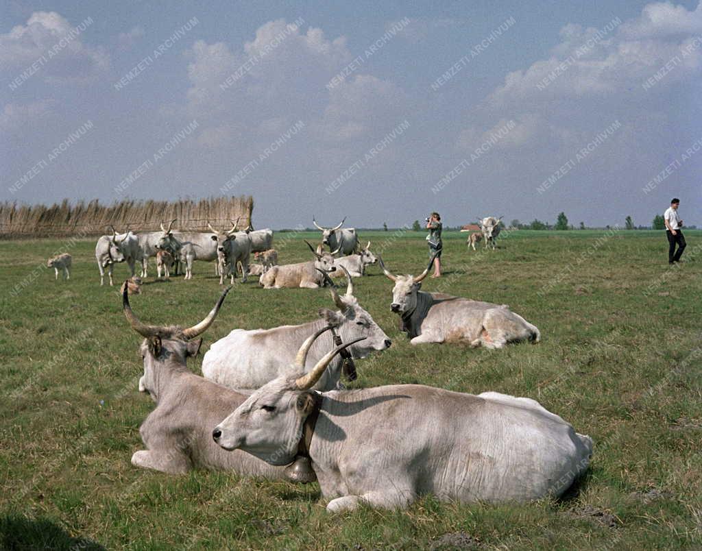 Szabadidő - Kirándulások Kecskemétre és Bugacra