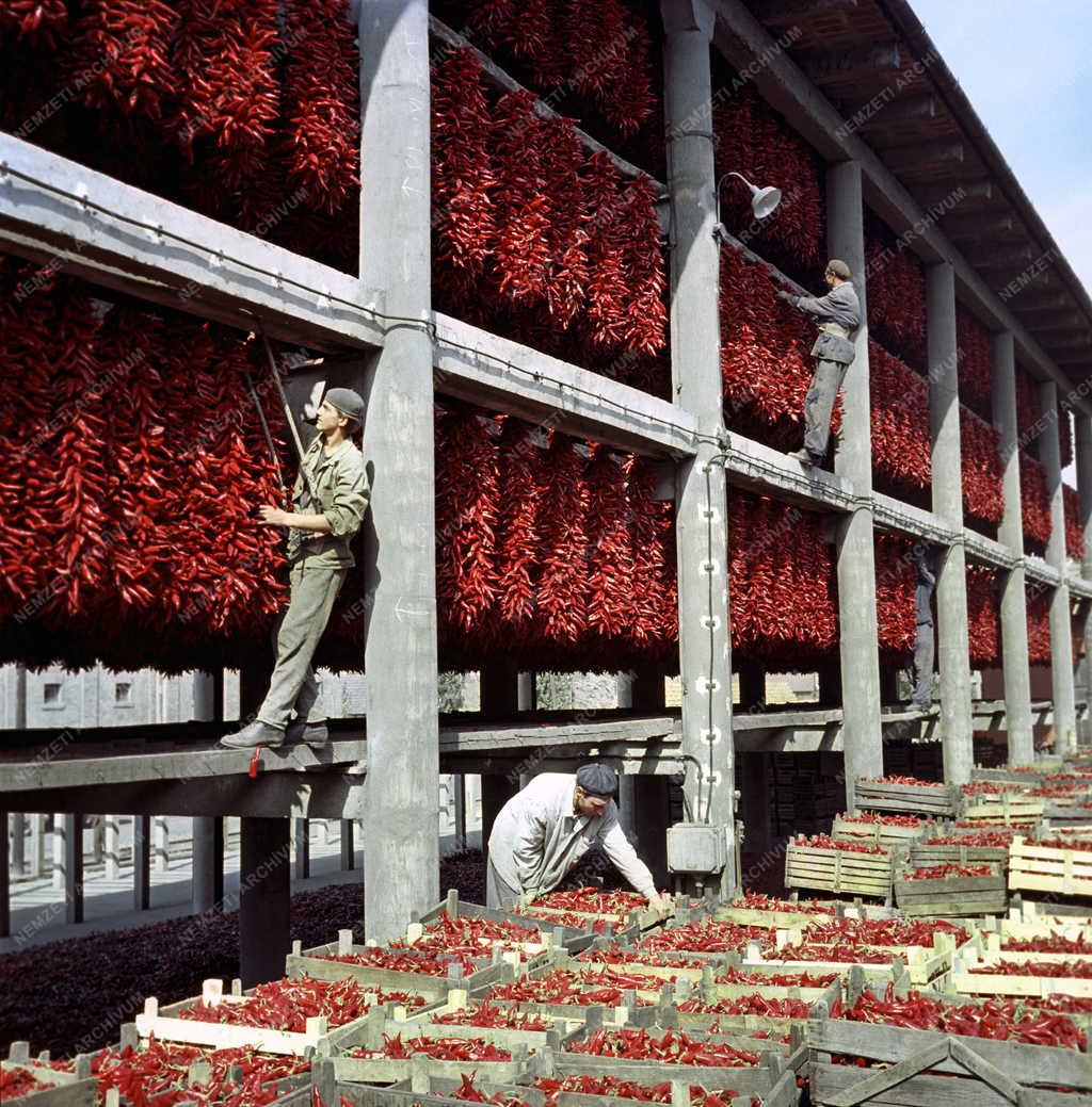 Mezőgazdaság - Fűszerpaprika feldolgozás