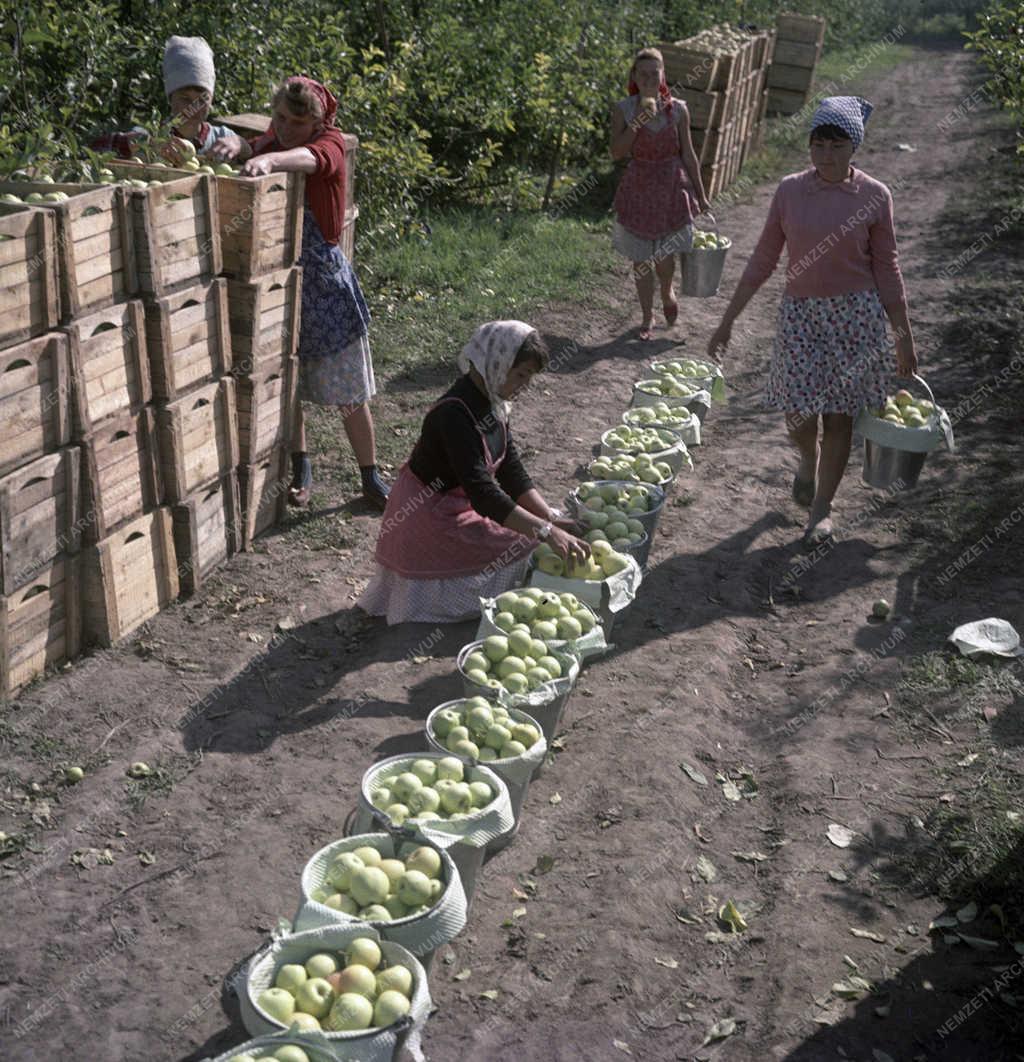 Mezőgazdaság - Kiskőrösi Állami Gazdaság