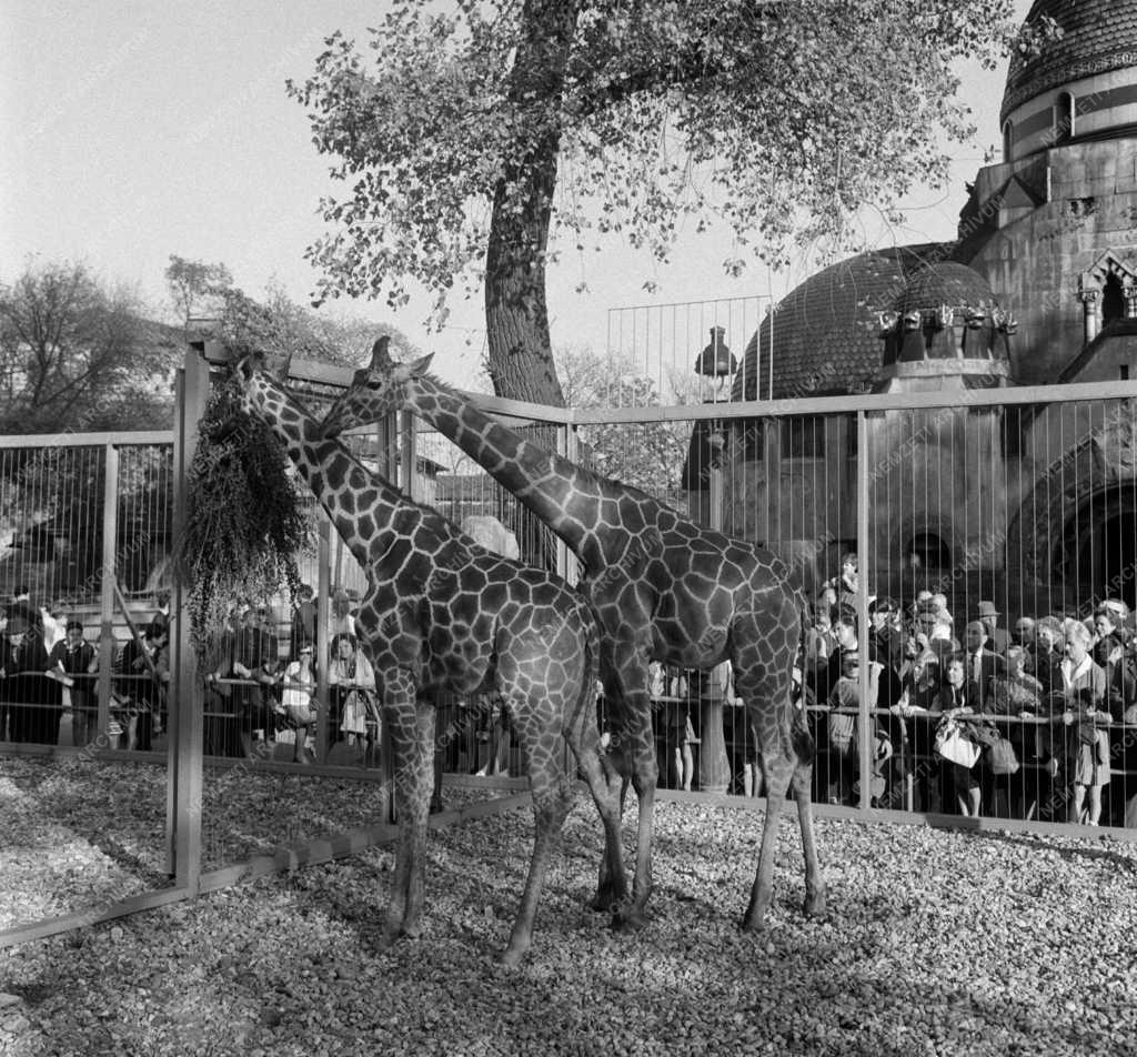 Állatvédelem - Zsiráfok érkeztek Budapest Főváros Állat- és Növénykertbe