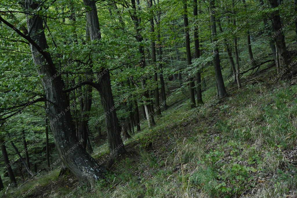 Természet - Kemence - Börzsönyi erdőrészlet