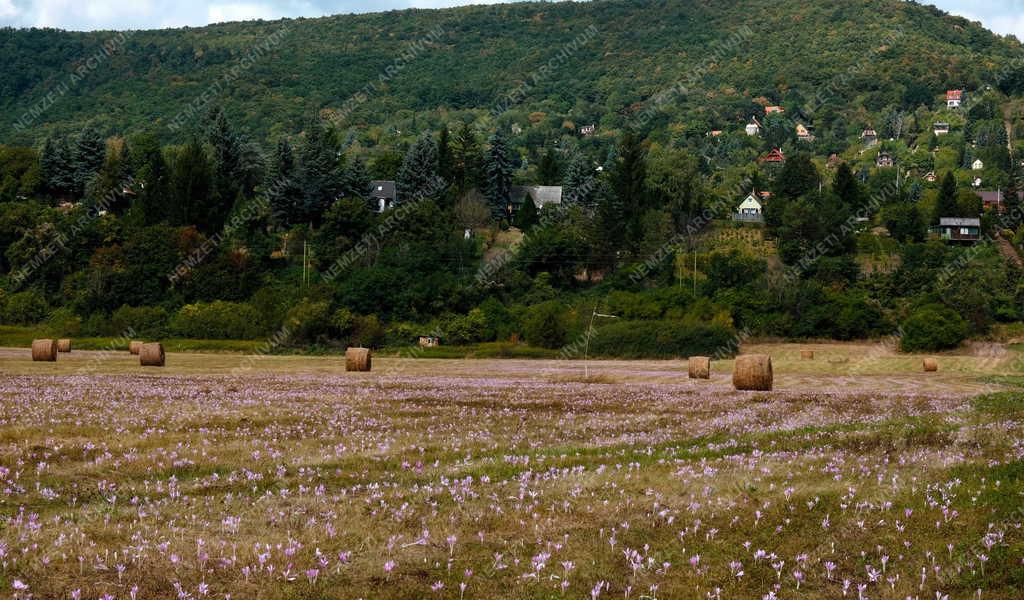 Tájkép - Kismaros - Őszi kikerics borította rét