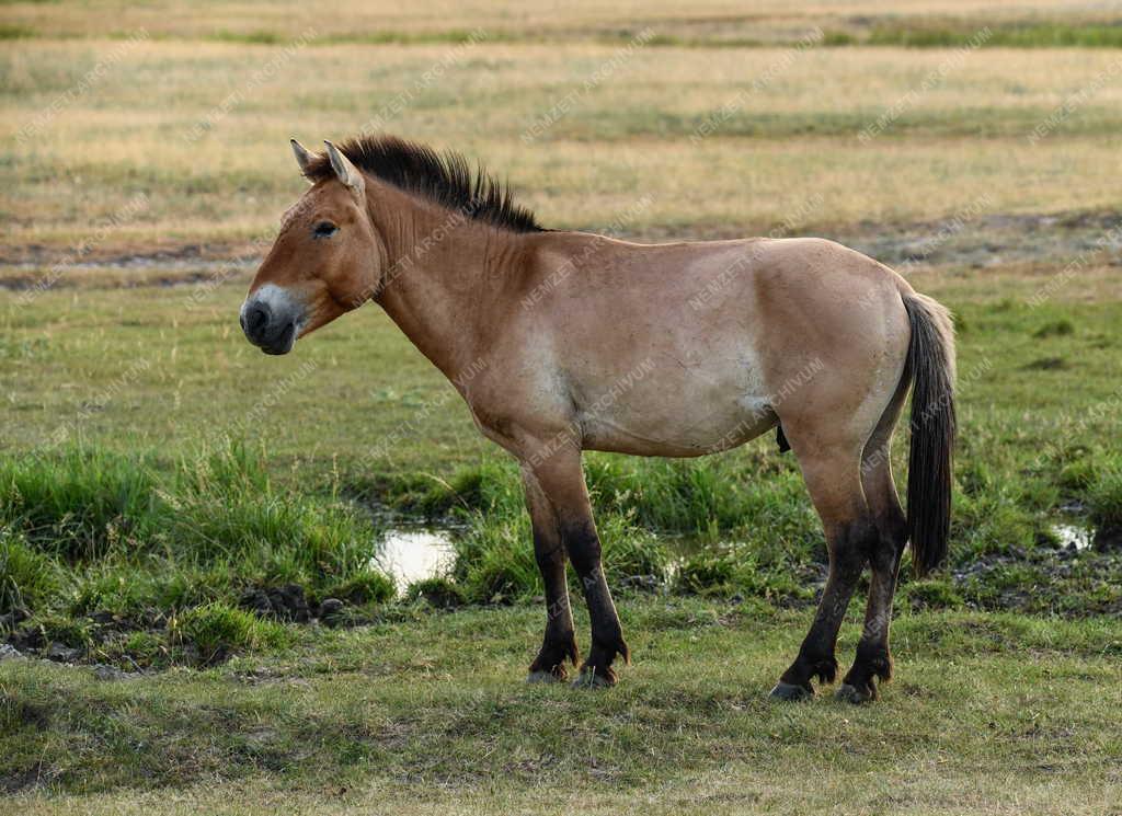 Mezőgazdaság - Állatvédelem - Przewalski-lovak a Hortobágyon