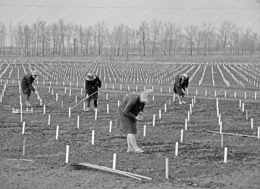 Mezőgazdaság - Tápiószelei Agrobotanikai Kutató Intézet