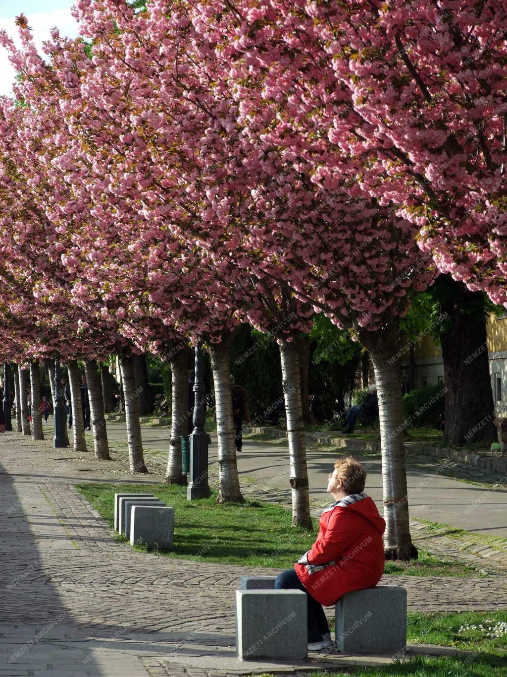Természet - Budapest - Virágba borult a Tóth Árpád sétány