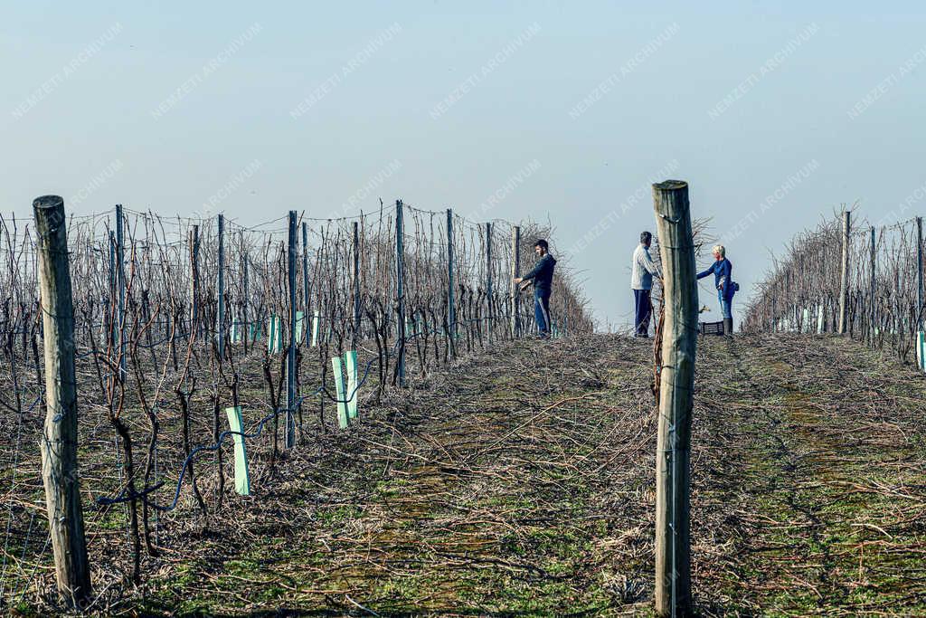 Gyümölcstermesztés - Debrecen - Szőlőmetszés