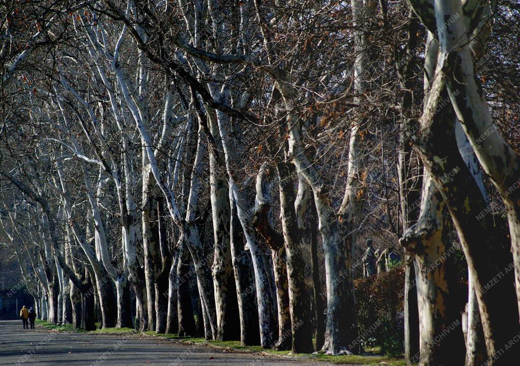 Természet - Budapest - Idős platánfák a Nemzeti Sírkertben