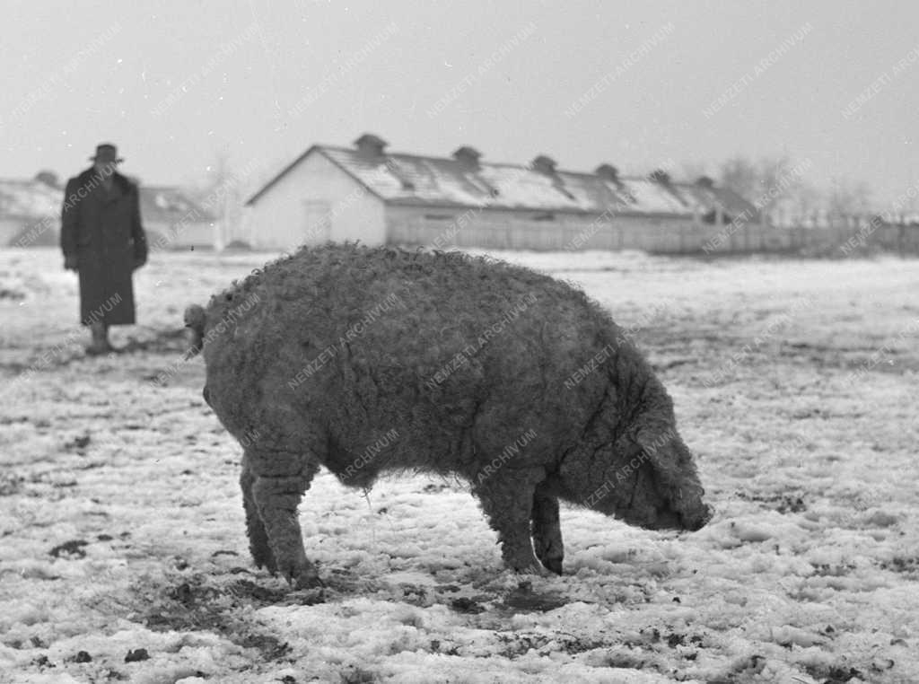 Vecsési állami gazdaság