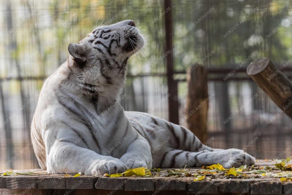 Természetvédelem - Felsőlajos - Fehér bengáli tigris 