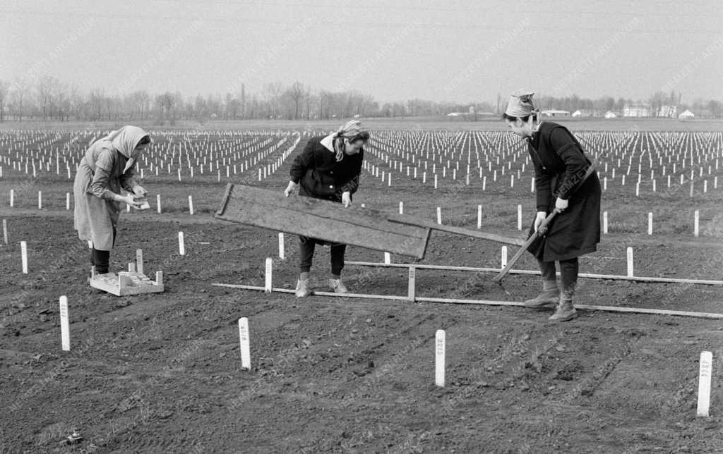 Mezőgazdaság - Tápiószelei Agrobotanikai Kutató Intézet