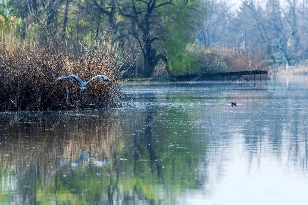 Természet - Szigethalom - Szürke gém