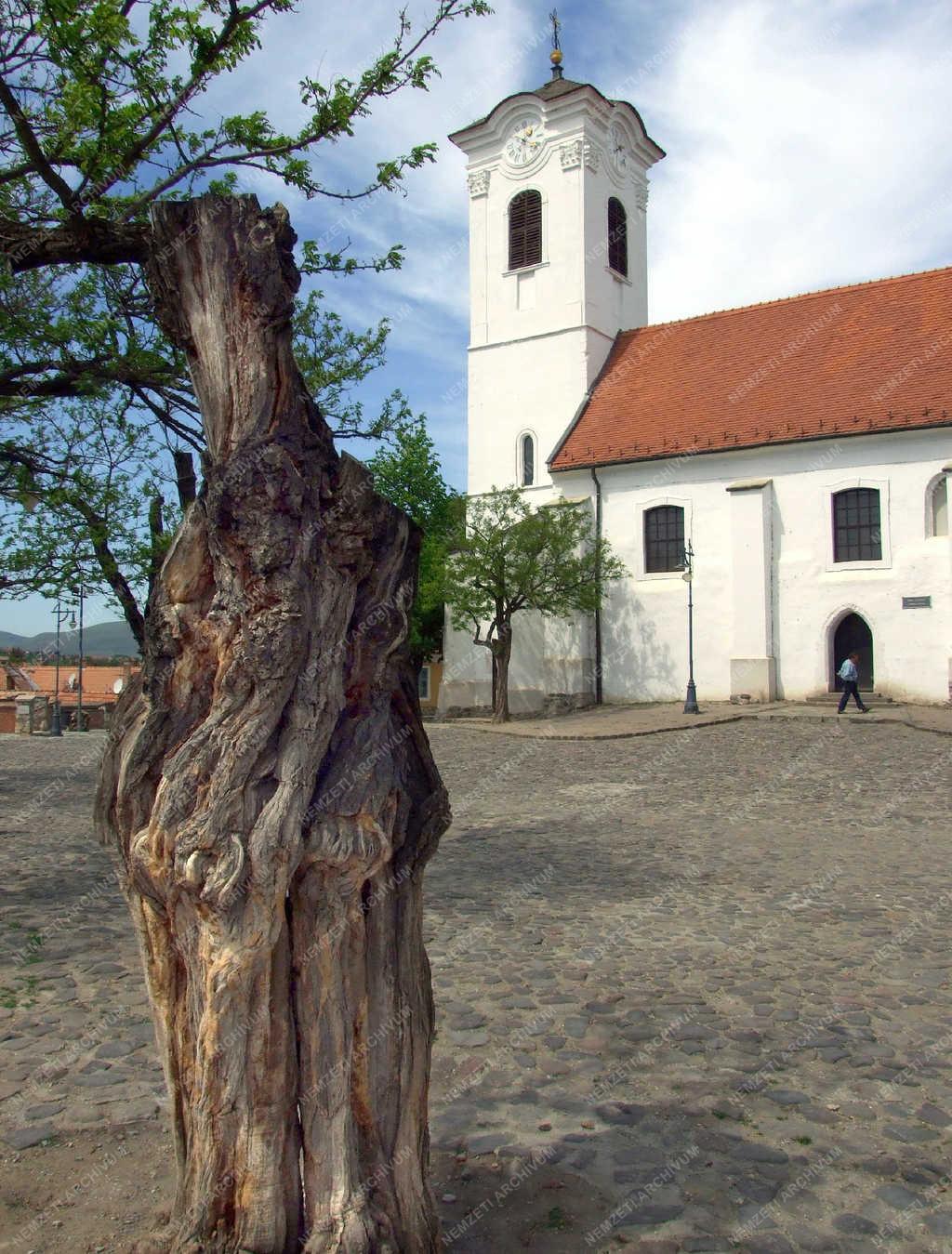 Városkép - Szentendre - A Vártemplom fái