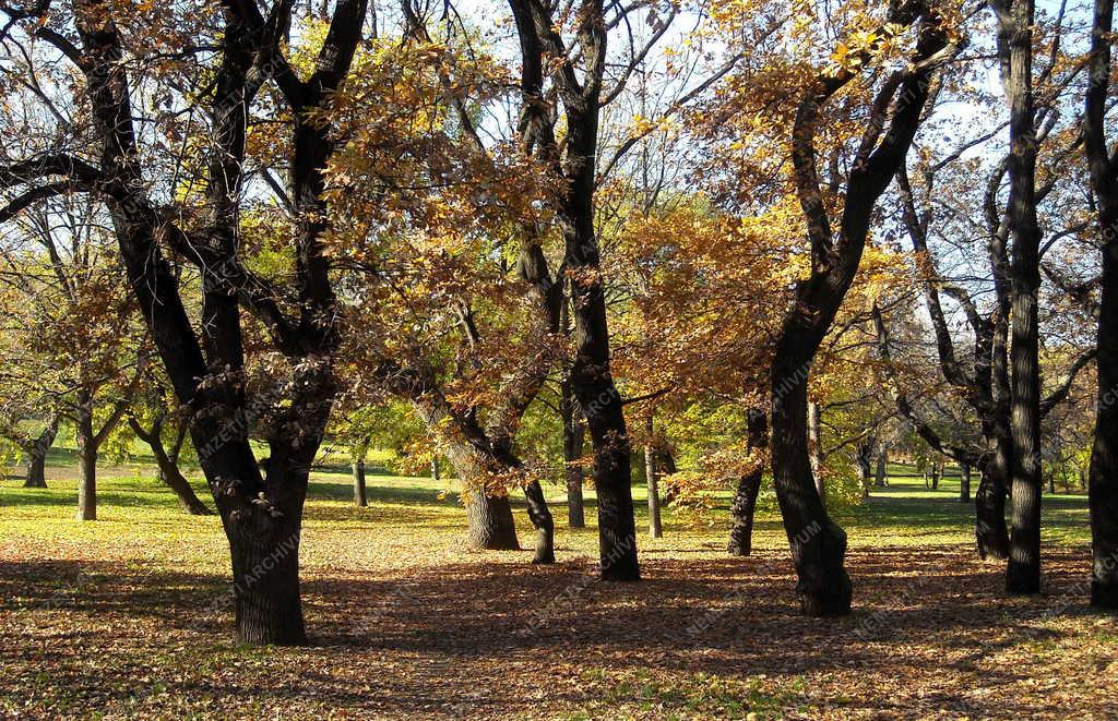 Természet - Városkép - Ősz a tabáni parkban