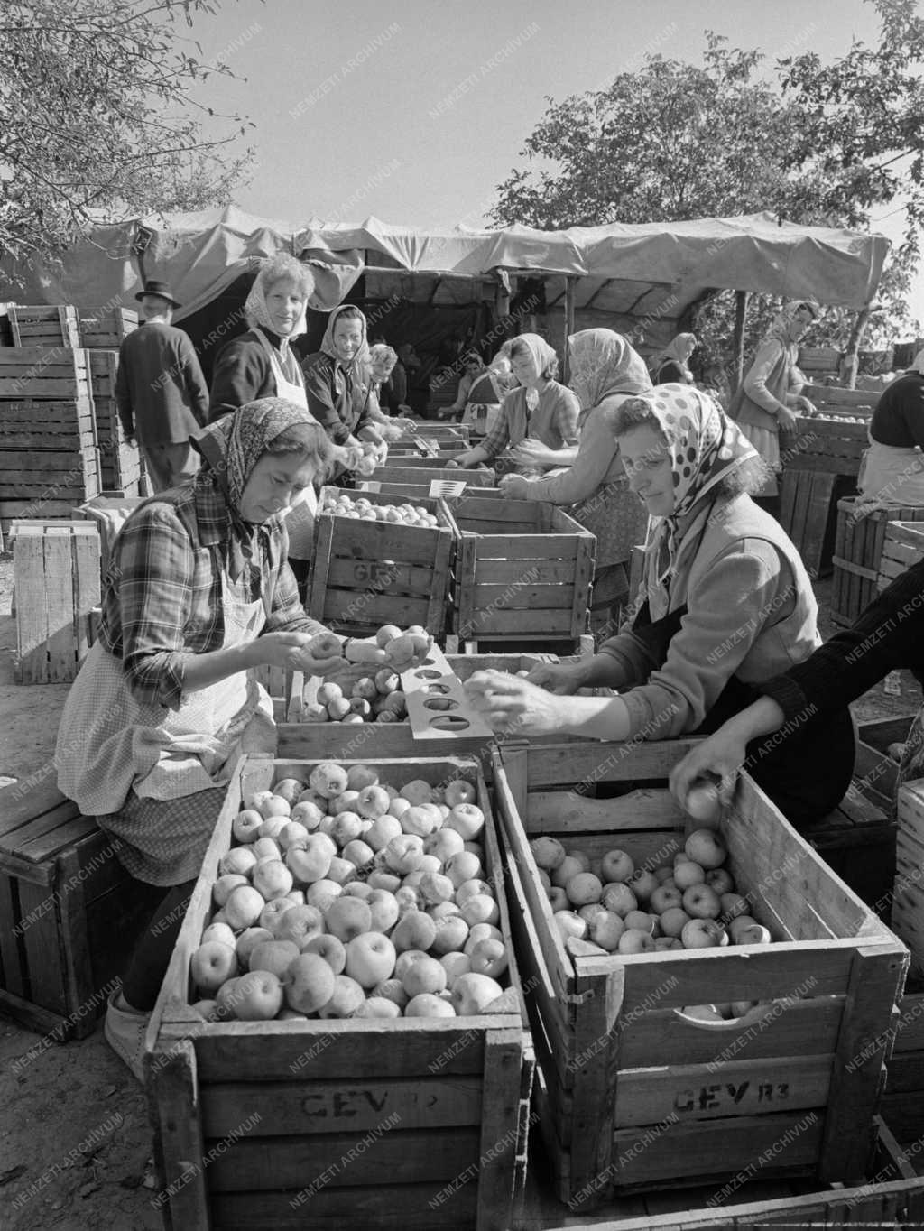 Mezőgazdaság - Vörös Hajnal Termelőszövetkezet