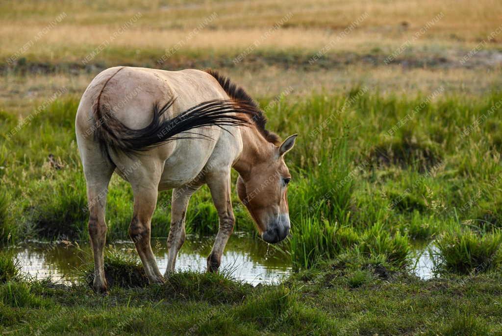 Mezőgazdaság - Állatvédelem - Przewalski-lovak a Hortobágyon