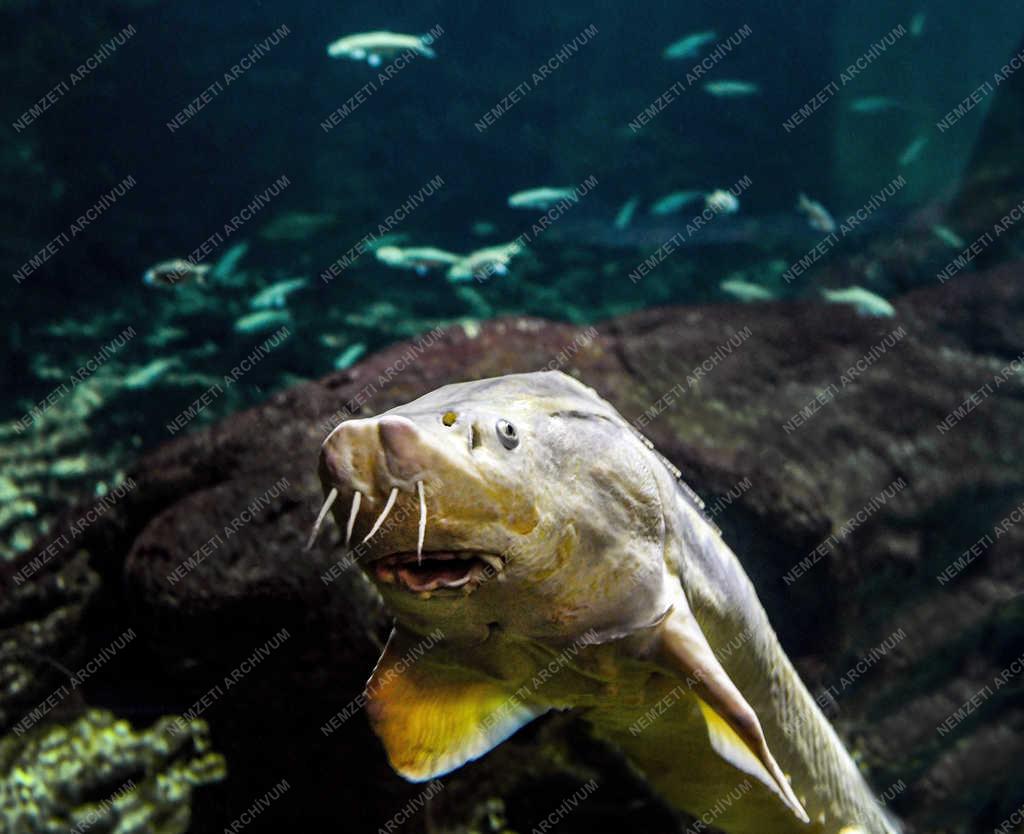 Tisza-tavi Ökocentrum akváriuma