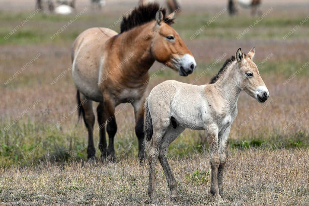 Állatvilág - Hortobágy - Przewalski-lovak