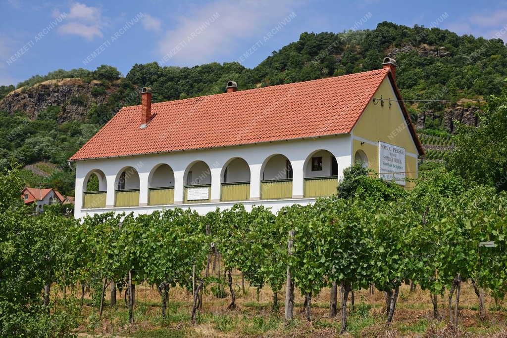 Mezőgazdaság - Fazekas Borászat és Pezsgőüzem Somlóvásárhelyen