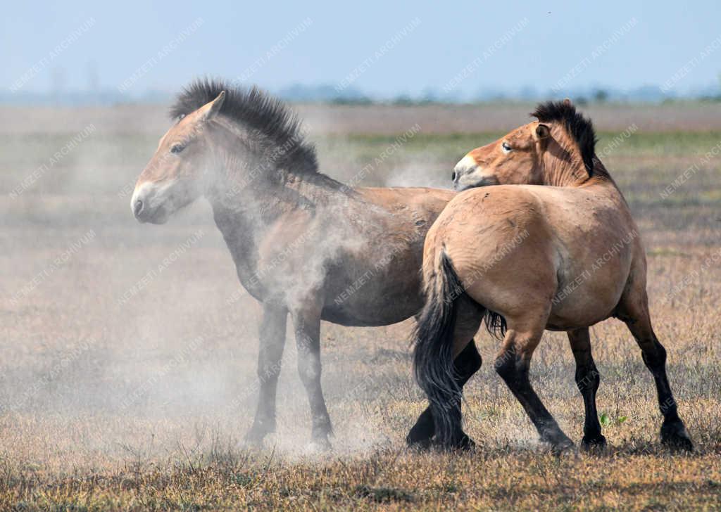 Állatvilág - Hortobágy - Przewalski-lovak