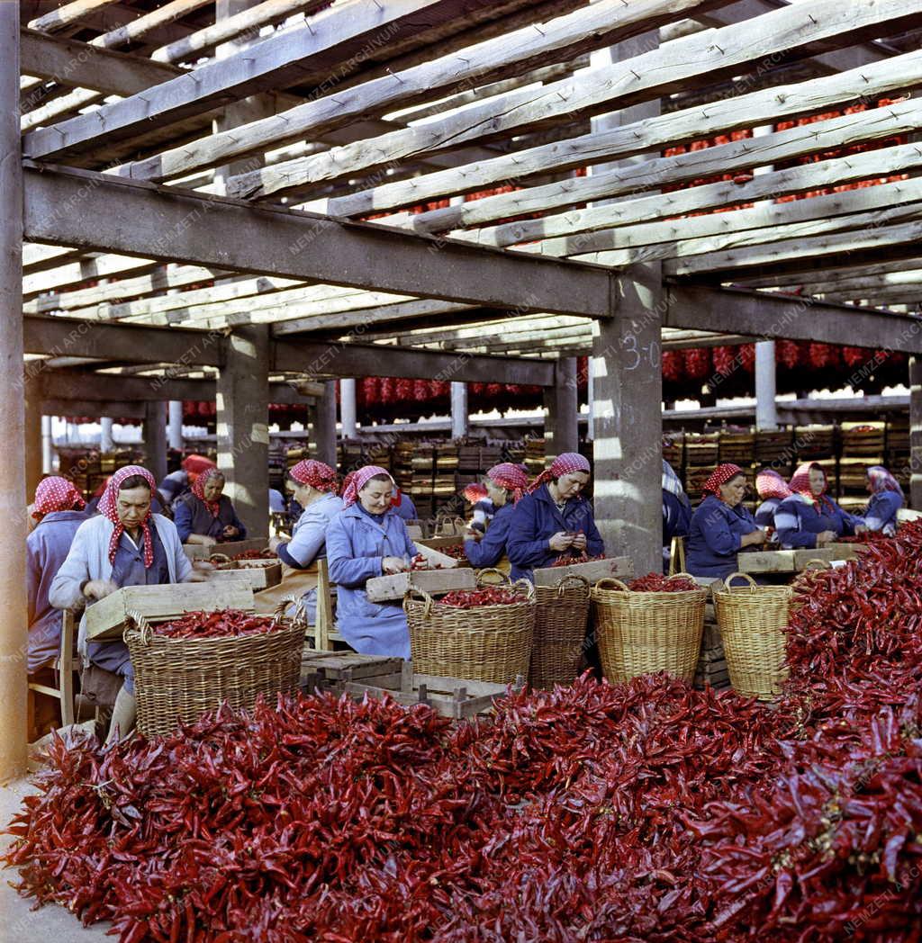 Mezőgazdaság - Fűszerpaprika feldolgozás