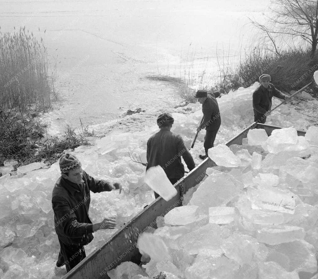 Mezőgazdaság - Jégvágók a Balatonon 