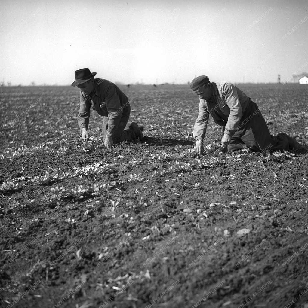 Gazdaság - Tavaszi munkák a Surjáni Állami Gazdaságban