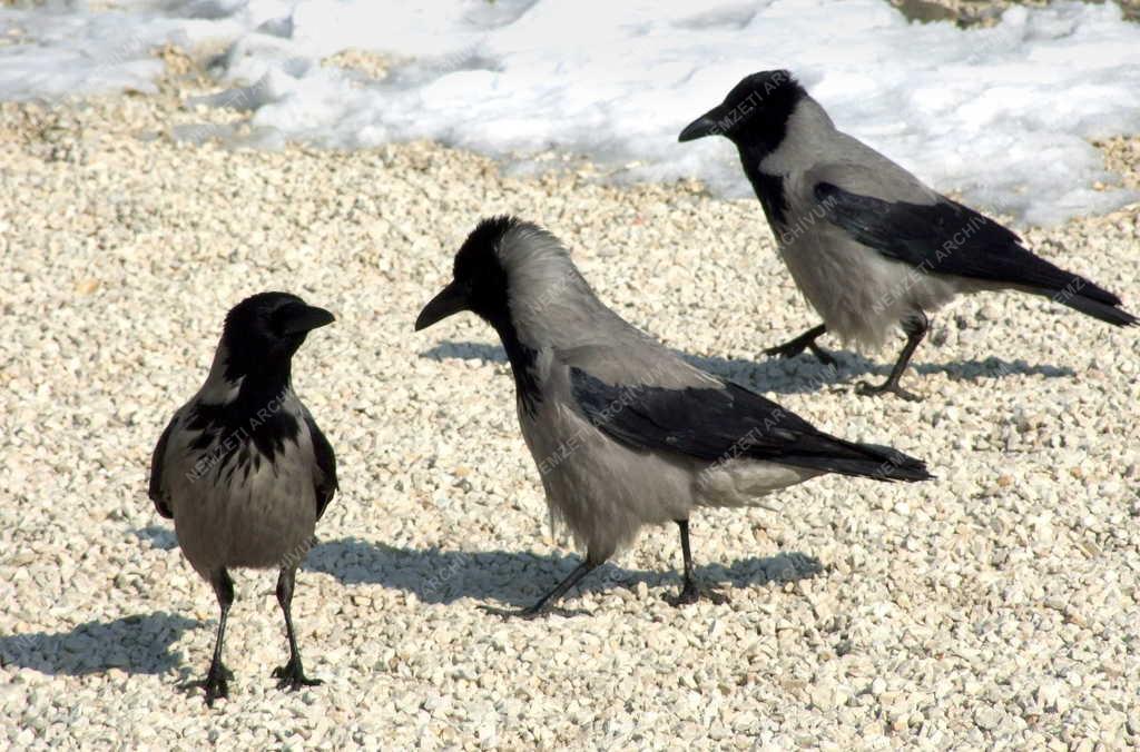 Természet - Madarak a Budai Várban