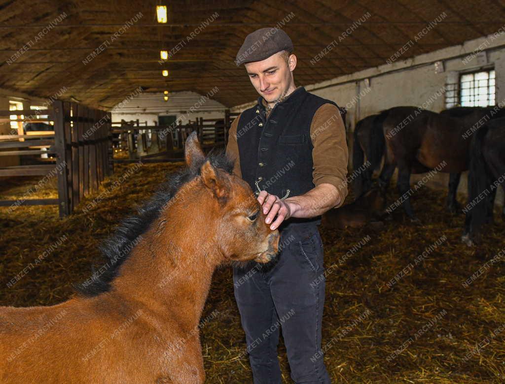 Mezőgazdaság - Állattenyésztés - Nóniusz csikók születnek a mátai ménesnél