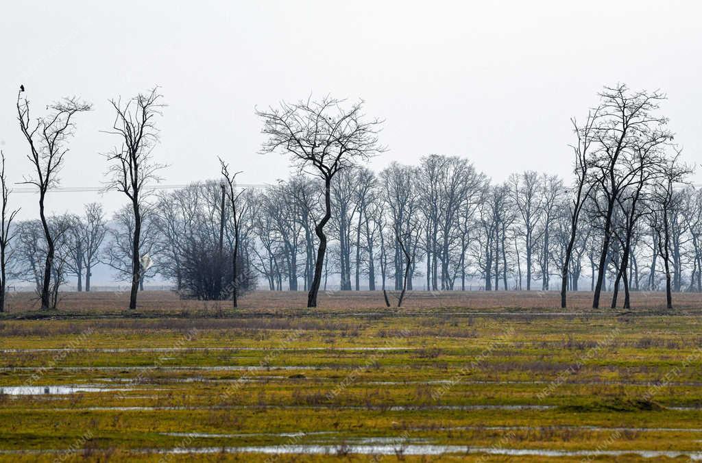 Időjárás - Balmazújváros - Belvíz Hajdú-Bihar megyében