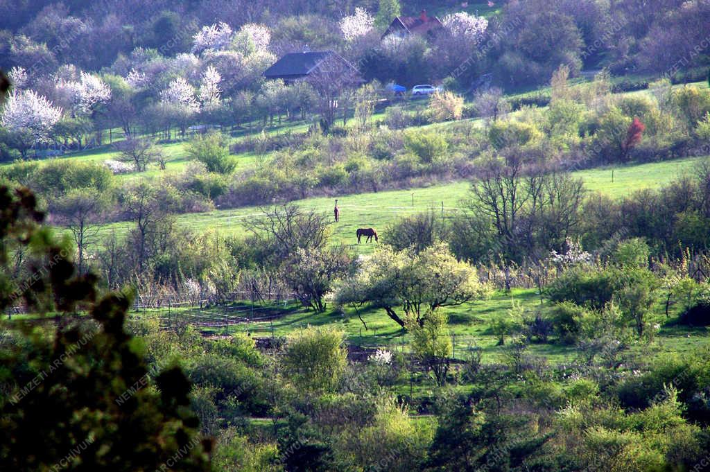 Természet - Szentendre - Tavasz a domboldalban