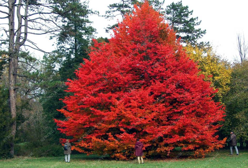 Természet - Szarvas - Arborétum