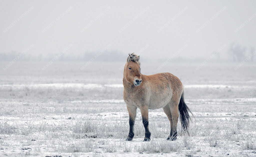 Állatvilág - Hortobágy - Przewalski-lovak a Hortobágyon