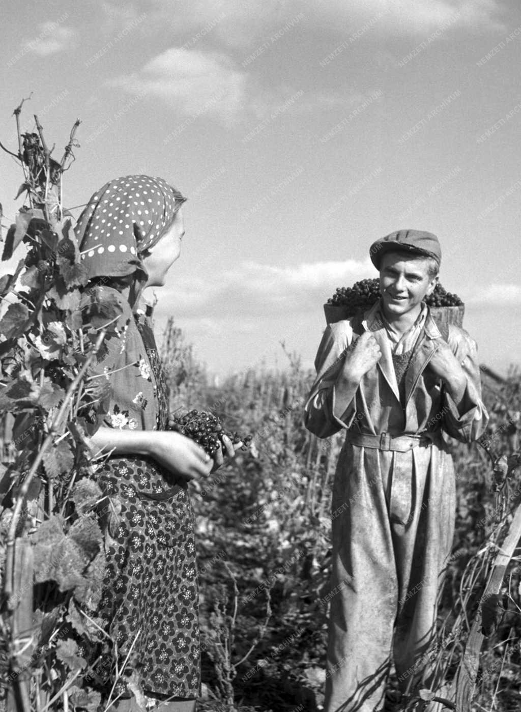 Mezőgazdaság - Szüret a Soproni Állami Gazdaság balfi üzemegységében