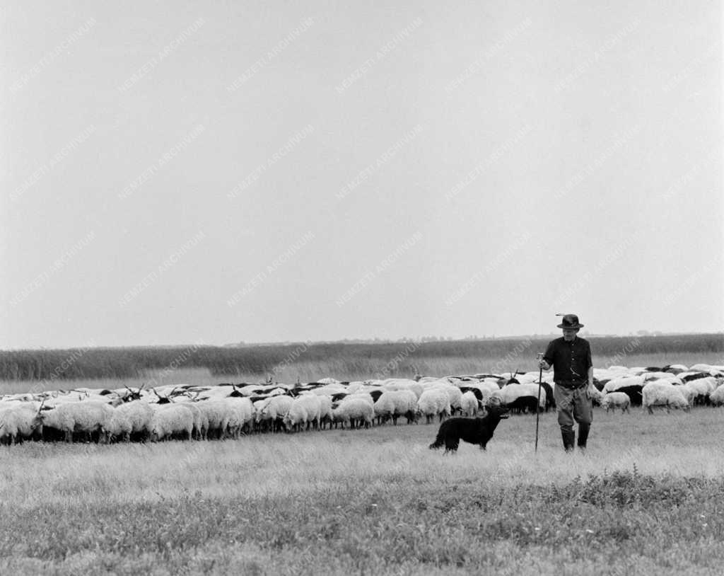 Mezőgazdaság - Állattenyésztés - Racka nyájak