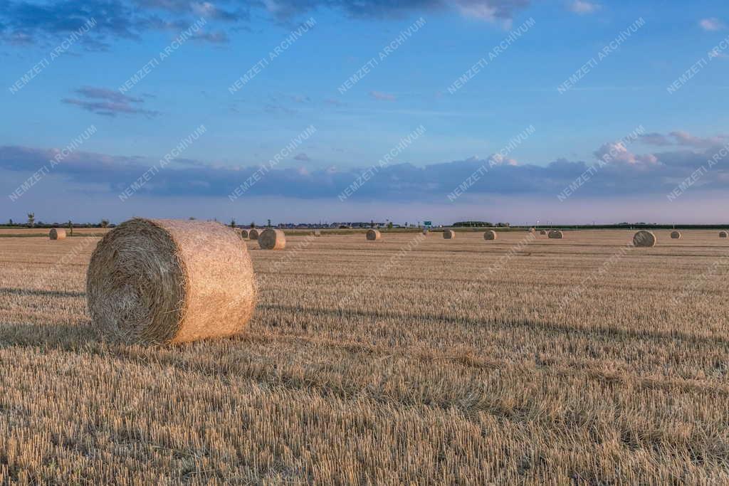 Mezőgazdaság - Szigetszentmiklós - Szalmabálák